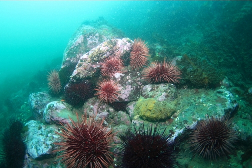 urchins and a yellow sponge