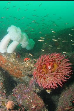 anemones and puget sound rockfish