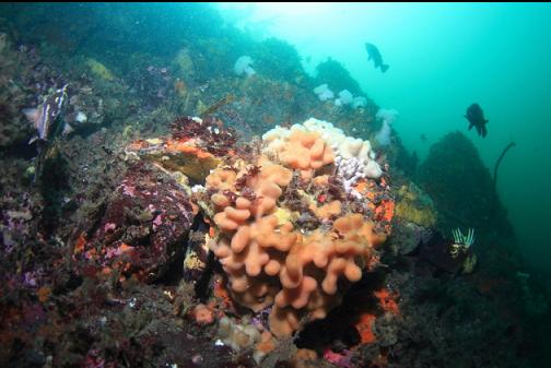 tunicate colony