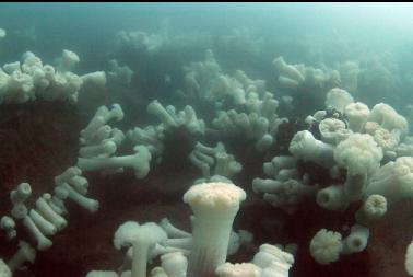 plumose anemones at end of breakwater