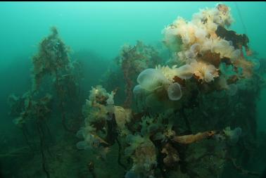 hooded nudibranchs on stalked kelp
