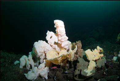 sponge with juvenile yelloweye rockfish underneath