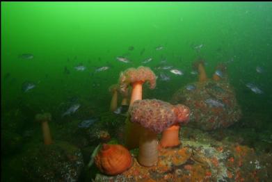rockfish and anemones