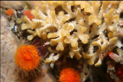 bryozoan and cup corals