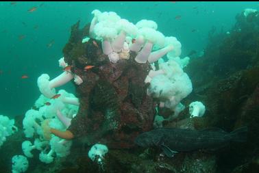 lingcod and plumose anemones