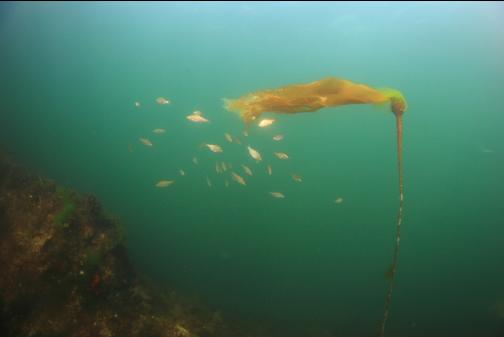 perch and bull kelp