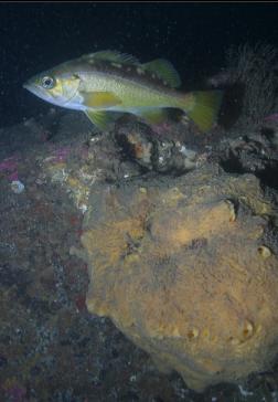 yellowtail rockfish and sponge