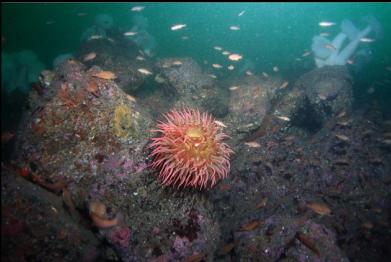 anemone and Puget Sound rockfish