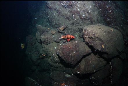 tiger rockfish below wall