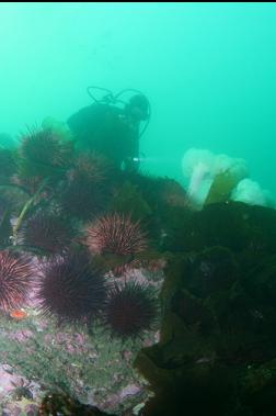urchins and plumose anemones