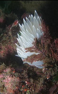 nudibranch in shallows