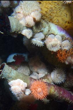 brooding anemones on tube worms