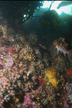 copper rockfish, sponge, zoanthids, etc.