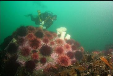 urchins and anemones on boulder