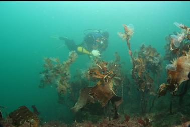 hooded nudibranchs on stalked kelp