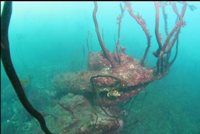stalked kelp on anchor fluke