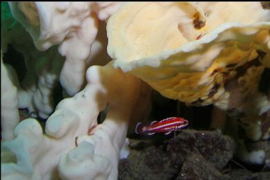 cropped close-up of juvenile yelloweye rockfish