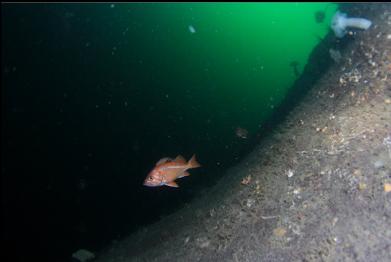 canary rockfish on sloping wall