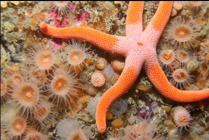 seastar and zoanthids
