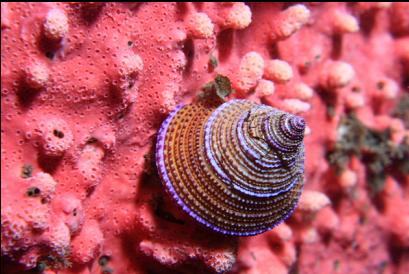 purple ring top snail on hydrocoral
