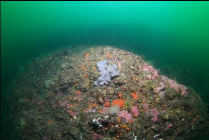 purple tunicate colony 75 feet deep