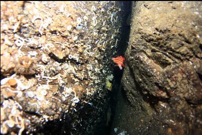 tiger rockfish in crack