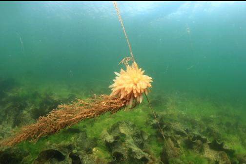 squid eggs on a kelp stalk