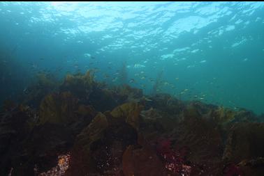 perch and bottom kelp
