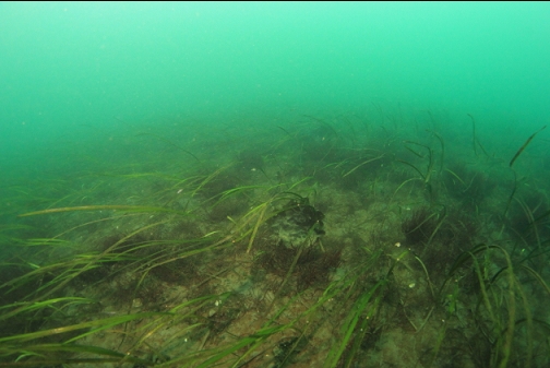 eel grass in the current