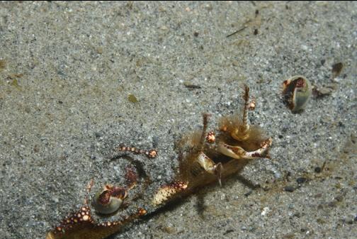 crab in the sand