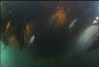 COPPER ROCKFISH UNDER THICK KELP CANOPY