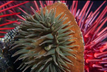 brooding anemone and urchins