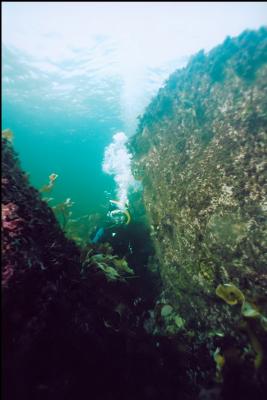 BOULDERS IN SHALLOWS