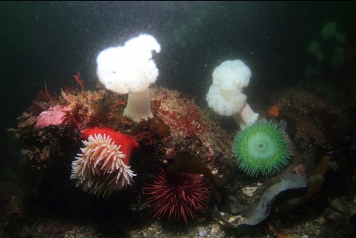 anemones in the channel