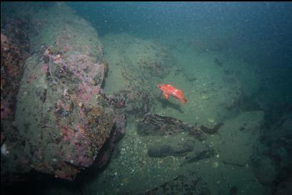 vermilion rockfish