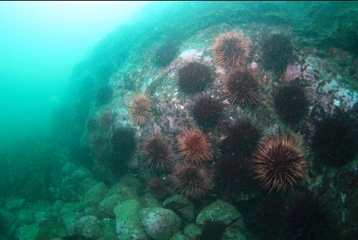 wall of urchins