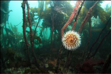 fish-eating anemone on stalked kelp