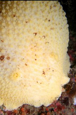 sea lemon nudibranch