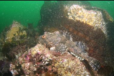 great sculpin on reef