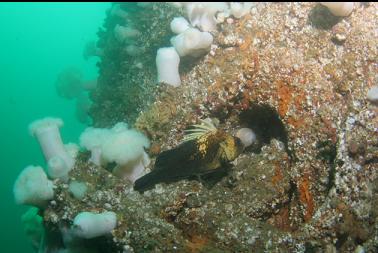 quillback rockfish on anchor