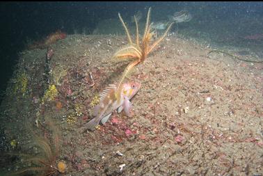 copper rockfish and feather star
