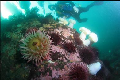 anemones and urchins 