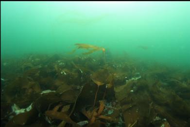 kelp 30 feet deep