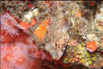 sculpin next to strawberry anemones