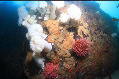 anemones, hydrocoral and tunicate colonies