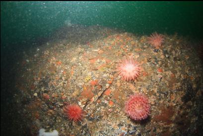 anemones 90 feet deep