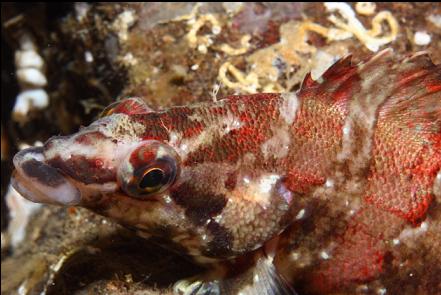 painted greenling