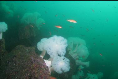 puget sound rockfish and plumose anemones
