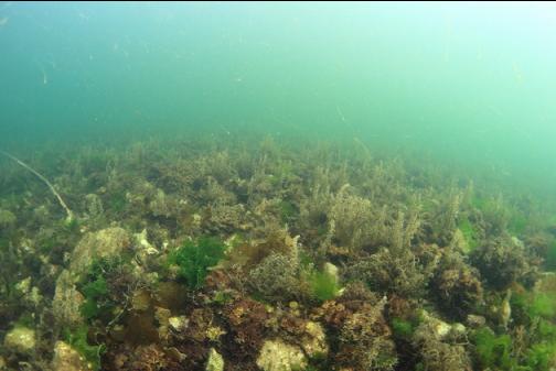 sargassum and other seaweed