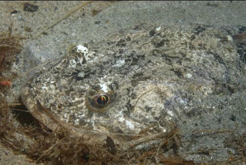 sculpin